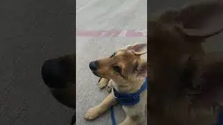 German Shepherd Curiosity