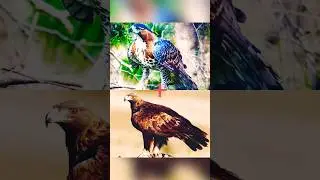 a cross between a male golden eagle and a female ornate hawk eagle (Spizaetus ornatus).