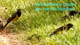 Chupim-do-brejo, Tesoura-do-brejo, &Aacute;reas Alagadas! Yellow-rumped Marshbird (Pseudoleistes guirahuro)