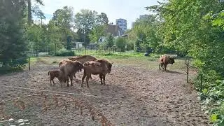 New Design Movie 1  531 Wisent oder Europ&auml;ische Bison  Bison bonasus. Lange Erlen Suisse