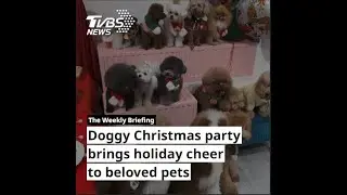 Doggy Christmas party brings holiday cheer to beloved pets