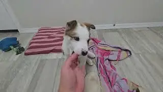 Puppy and Kitten's vlog