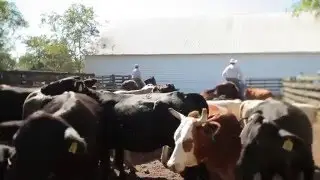 Ranching Sustainably on the Warren Ranch