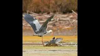 Kung fu bird 😂🦩🔥 Heron vs Two Coots