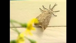 Moths released to fight toxic weed