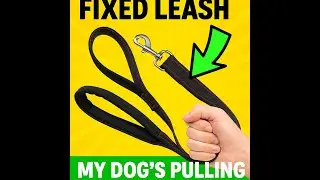 The Leash Every Dog Owner Needs in 2025  Amazon Hidden Gem