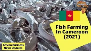 Fish Farming In Cameroon, Cameroons Industrial Aquaculture, Best Fish Farming Business Ideas In Came