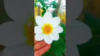 Dahlia plant care tips #dahlia #flowers #plantcare #shorts #ytshorts #garderningtips #trending
