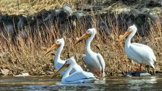 Wildlife Drift 