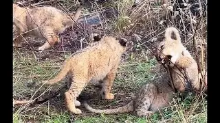 New Cubs of Kudyela Lion Pride | Kruger | 4 December 2025
