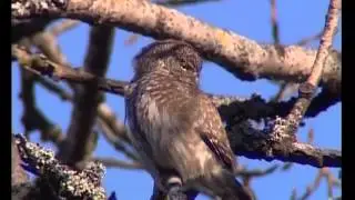 finnish arctic -- pigmy owl