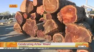 Celebrating Arbor Week