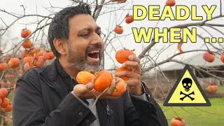 Persimmons Can Be DEADLY, Here's Why ...