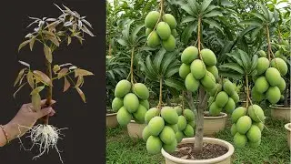 How To Propagate Mango Tree With Watermelon, A great way to graft mango tree