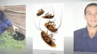 Surry Hills Pest Control Price the Natural Way of Pest Control Price