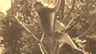 A Very Graceful Dancing Monkey!
