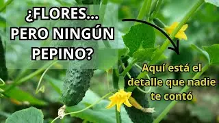 ¿Tus flores de pepino no dan fruto? Este es el motivo y la solución