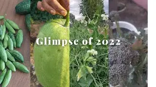 Growing Asian vegetables in Germany 2022 🇩🇪