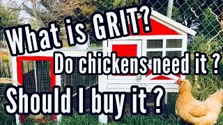 What is CHICKEN GRIT for? Do chickens need GRIT? Should I buy GRIT?