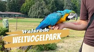 Vogelpark Walsrode Flugshow Pinguin Fütterung Greifvögel Fütterung