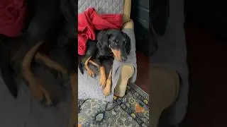 Train Your Rescued Coonhound like a Pro