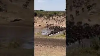 #Wildbeasts migration #shorts | Rovic Tours #trendingshorts #wildlife