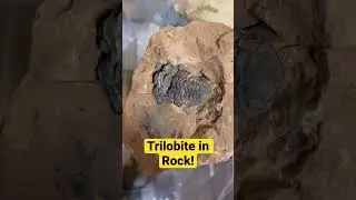 Trilobite in Rock