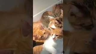 Love these cats so much 😂