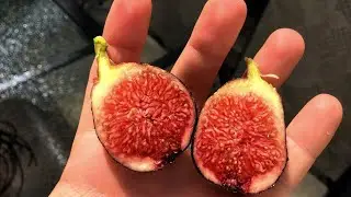 Ronde de Bordeaux -- A Very Early Fig