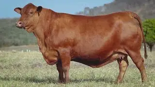 Embriões Senepol da Barra – Lote 2 – SHOA0002 x BARA0319