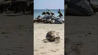 brave turtle save the giant whale from vultures #rescue #realstory #animals #truestory #shortstory