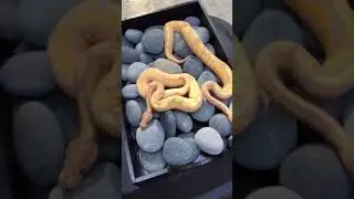 BANANA HET PIED