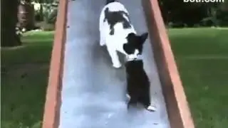 10297789 786447094706486 363520094 n