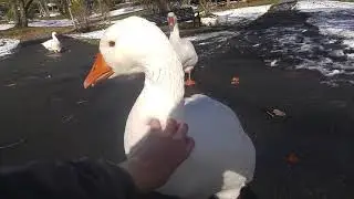 Scratching Sam in great light, who also preens my hand, must have watched Margaret