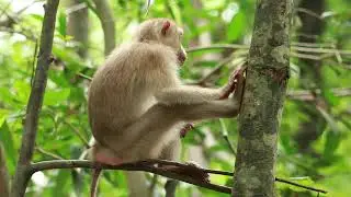 Young Kachoury Come To Meet Pongo Monkey On Tree/ MA-D.386