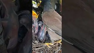 Hungry Myna Chicks Get Fed by Their Loving Mom (p3)#viral #trending #shorts #ytshorts