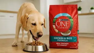 Why Purina ONE Is the Best Dry Dog Food for Your Pup!