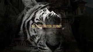 Tiger Conservation in Bhutan: Journey