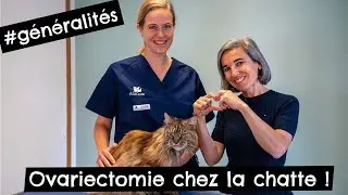 Ovariectomie chez la chatte #généralités 🐱