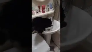 Пииить😭😺#кошки #коты #четвероногиедрузья