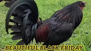 Black Jap McRae Harold Brown Grey Red Fox | Beautiful Black Birds Hawaii Robello Farm
