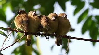 Group of Sleepy Birds Huddling Together