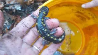 Searchin' for spotteds. First time finding spotted salamanders in the wild for me and our students.