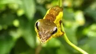 This Is NOT a Snake !  The Wildest Defense in Nature