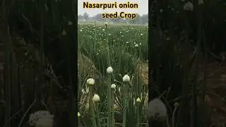 Nasarpuri Seed making process ✌️😎 #onionfarming #onion #agriculture #agri #kissan #farming #shorts
