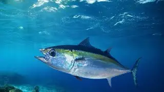 Рыболовный марафон во Флориде на лодке в заливе