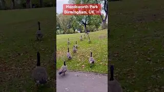 Beautiful Ducks at Handsworth Park, Birmingham, UK 🇬🇧 #trending #uk #birmingham