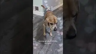 Is This The Funniest Dog Reaction Ever?