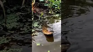 🐟 Countryside Fish Life: You WON'T Believe What We Found! 🤯 #fishing #countrylife