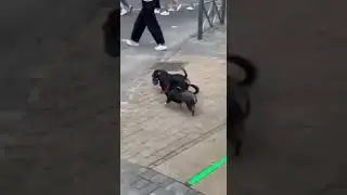 Dogs wait for the green light before crossing the street